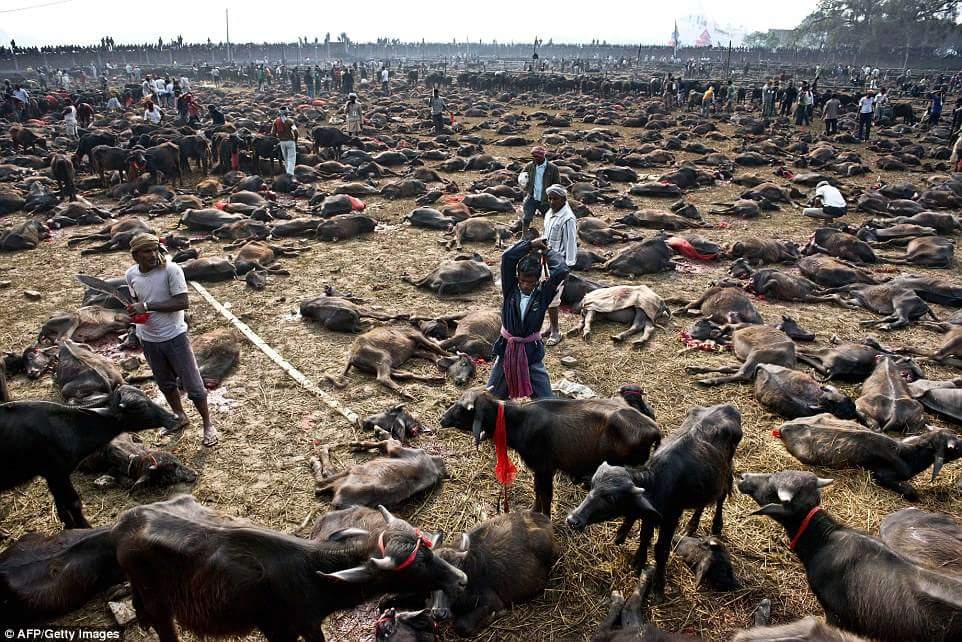 NEPAL BUFFALOES KILLED