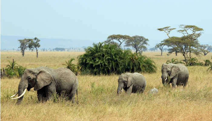 Elephant population rises in Odisha. AMF NEWS