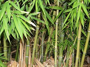 Odisha to Regenerate Degraded Bamboo Forests. AMF NEWS