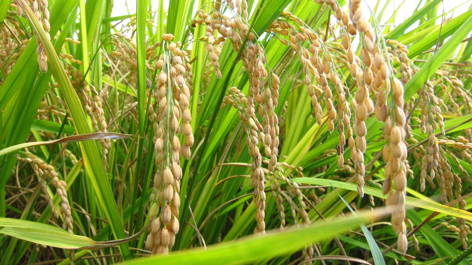 Indigenous varieties of rice conserved in Odisha. AMF NEWS