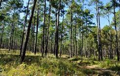 Odisha to go for Pulpwood Livelihood Plantation for Tribals. AMF NEWS