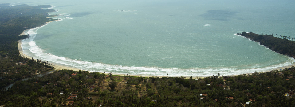 Green belt plantation along Odisha coastline. AMF NEWS