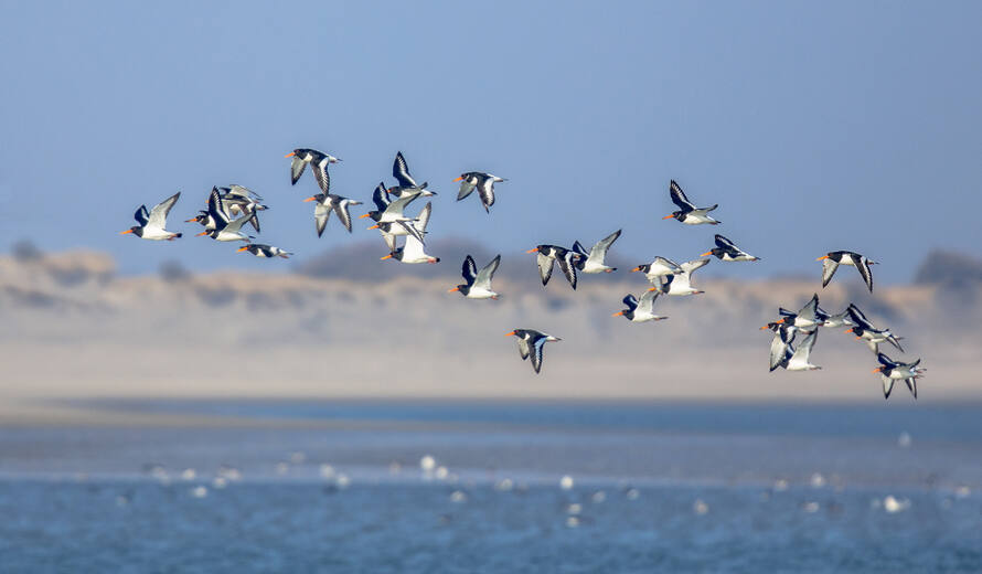 Hirakud attracts a record number of migratory birds from throughout the world_AMFNEWS