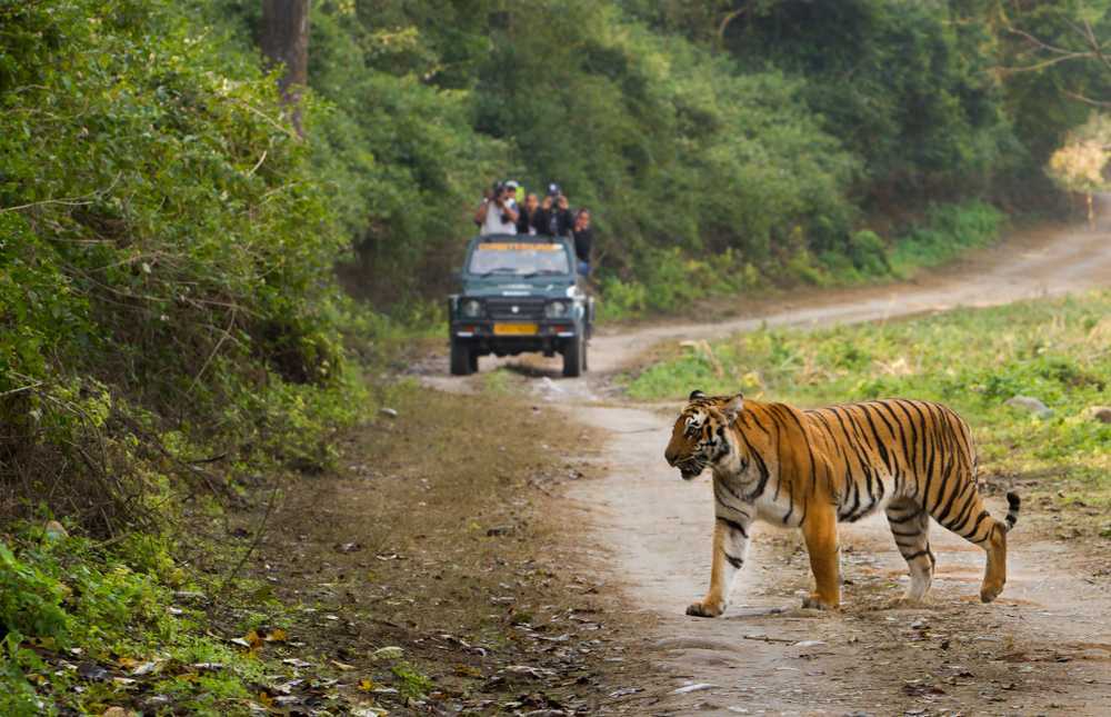 In Odisha's Satkosia Reserve, a lone tiger has gone missing_AMF NEWS