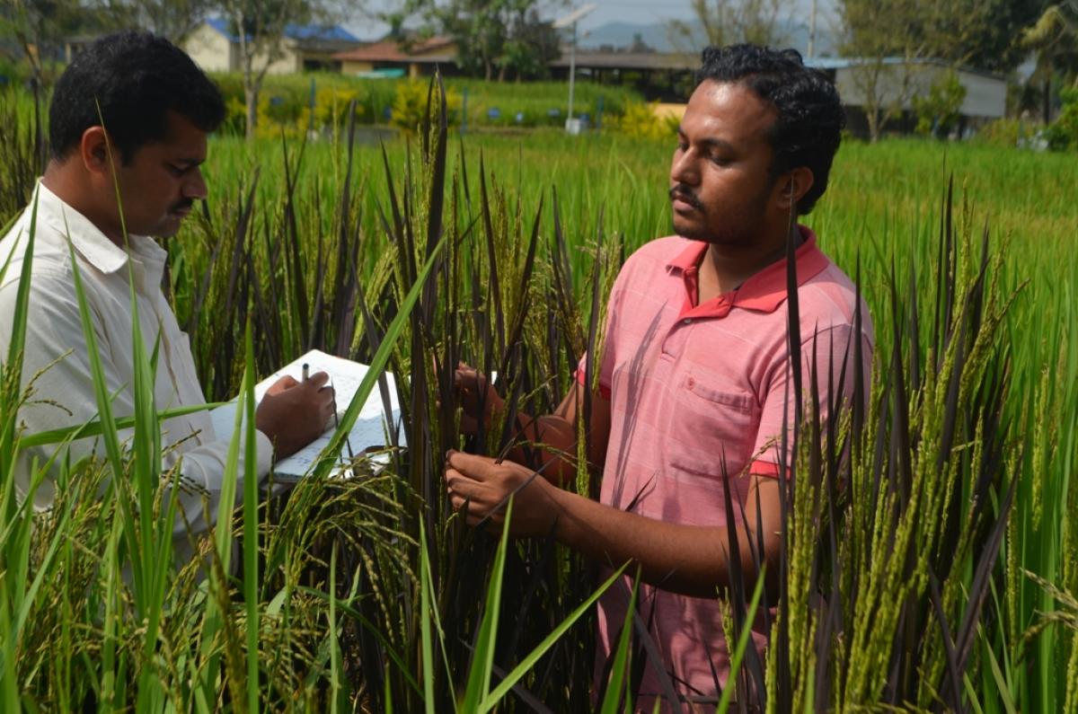 Coal mining has wreaked havoc in Odisha's Sundergarh district, resulting in black paddy and black lungs_AMF NEWS