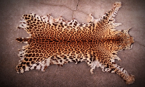 On Wednesday, a leopard skin was seized and a wildlife criminal was apprehended in Odisha's Gajapati district_AMF NEWS