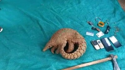 Busting a poaching racket, forest officials rescued a pangolin and arrested four persons in Odisha’s Nabrangpur_AMF NEWS