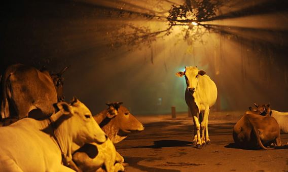 Existing laws can be used to combat illegal cow trade_Odisha CB-CID to HC_AMF NEWS