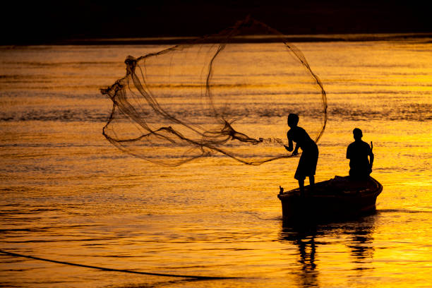 Fisherman in Bhadrak, Odisha, nets Ghol fish and sells them for Rs. 3.1 lakh_AMF NEWS