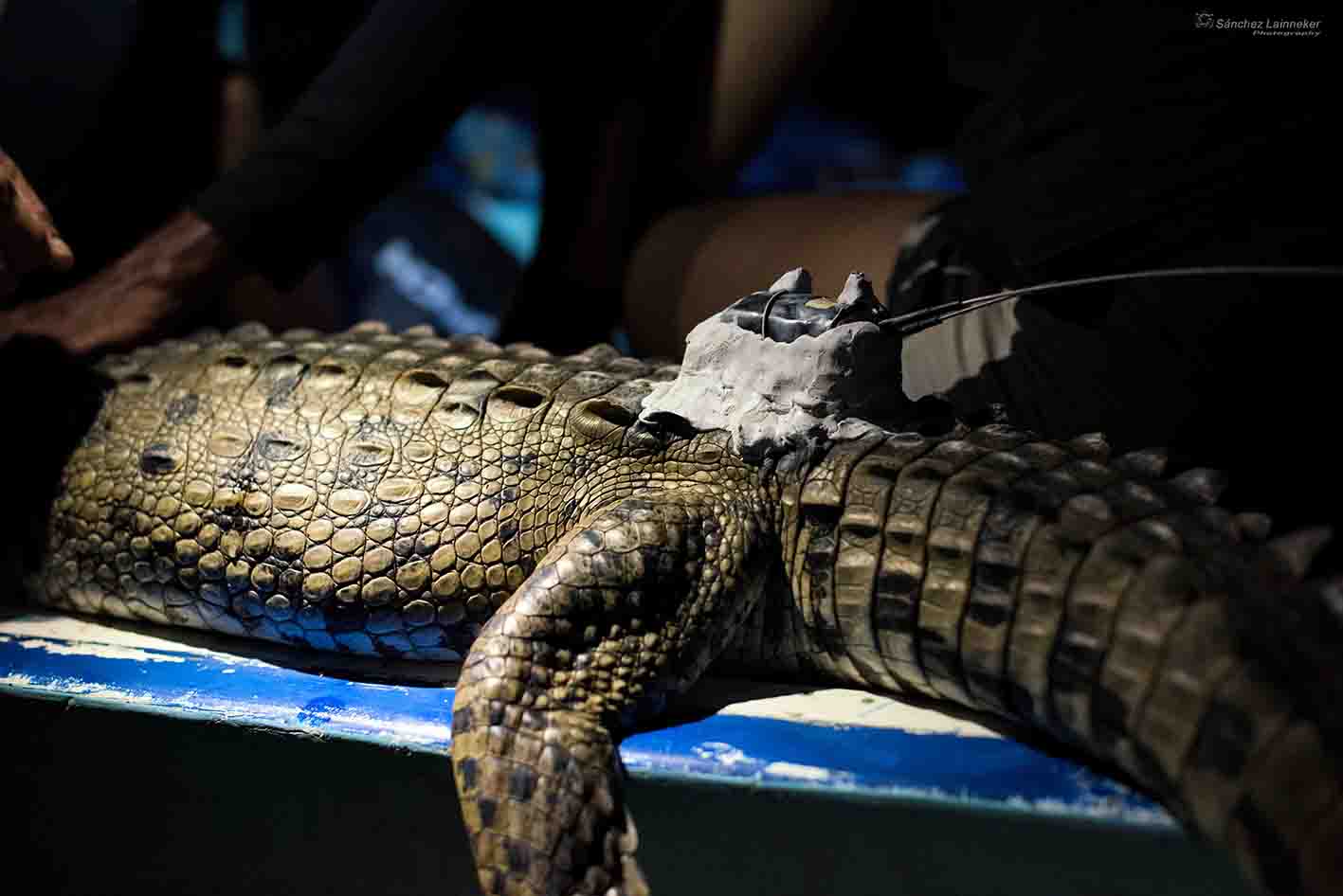 GPS-enabled crocodile carcass discovered in the Mahanadi River_AMF NEWS