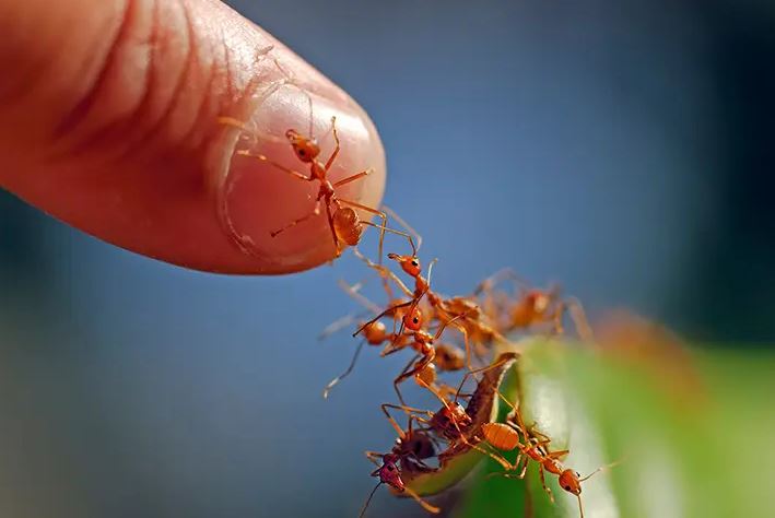 Odisha town invaded by poisonous fire ants, forcing residents to leave their homes, and scientists were brought in_AMF NEWS