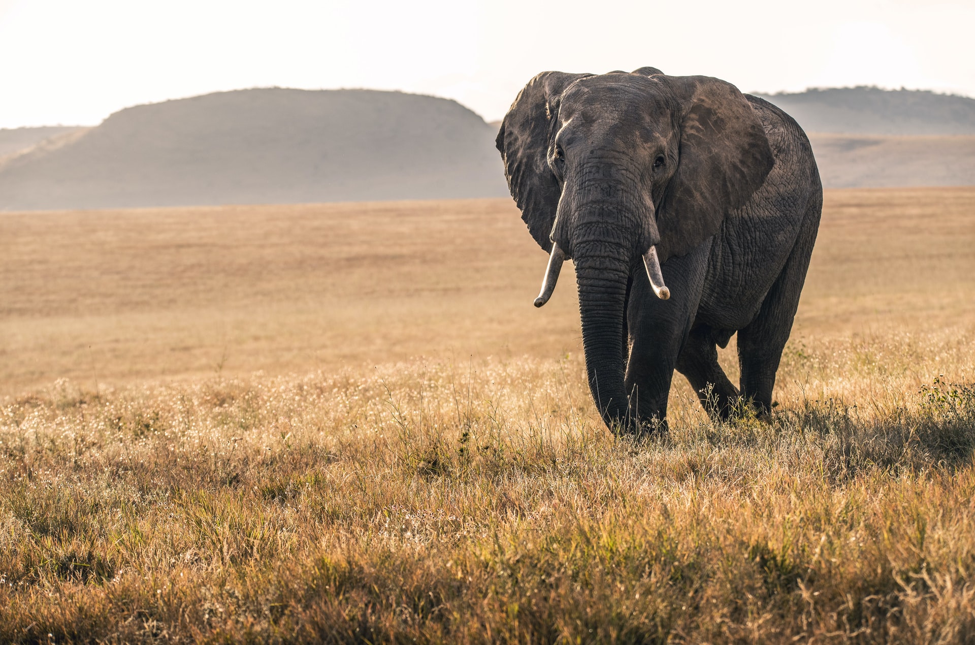 Two elephant corpses were found in Kuchinda forest in Odisha, turning it into a giant graveyard_AMF NEWS