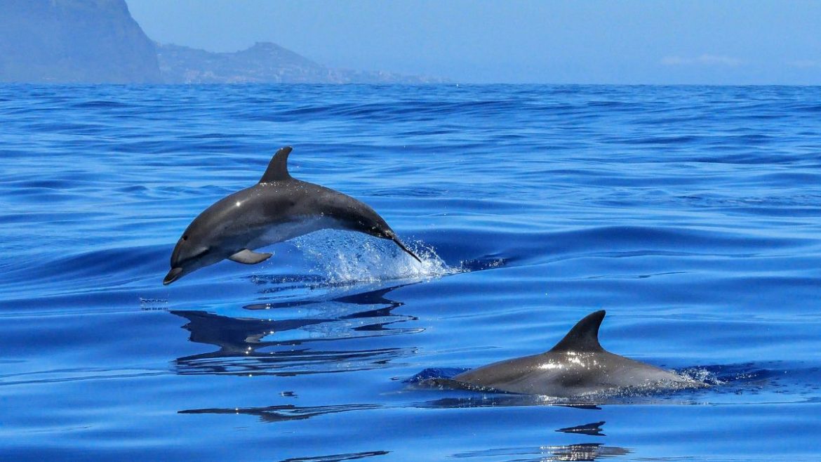 Odisha's Dolphin Population Has Slightly Increased_AMF NEWS