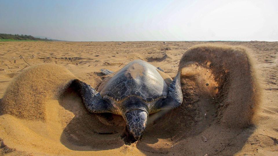 Highest 6.37 lakh Olive Ridley turtles arrive at Rushikulya Beach in Odisha to lay their eggs en masse_AMF NEWS