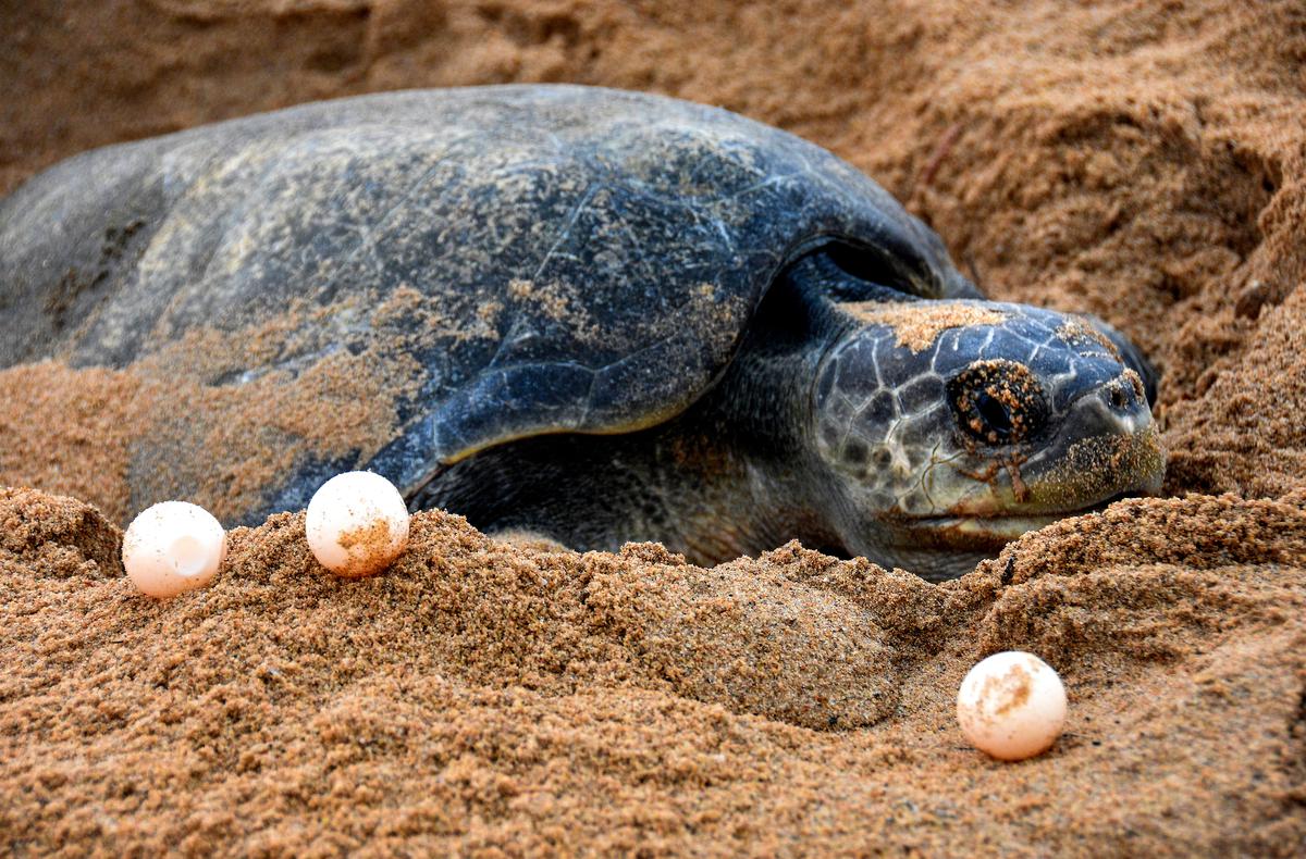 Olive Ridley Turtles Appear in Large Numbers to Odisha Beach for Mass Nesting_AMF NEWS