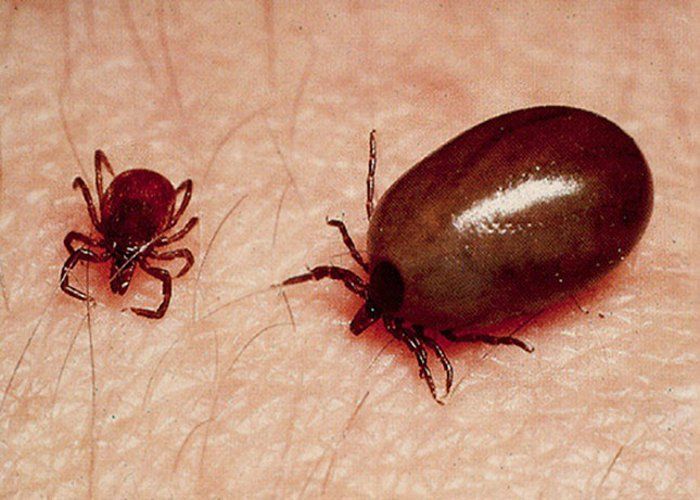 Scrub Typhus Infections Surge Across Most Districts of Odisha_AMF NEWS