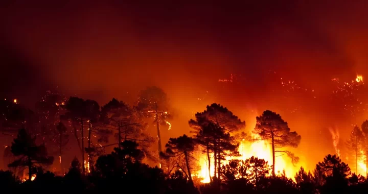 Odisha Adopts AI Technology to Tackle Forest Fires