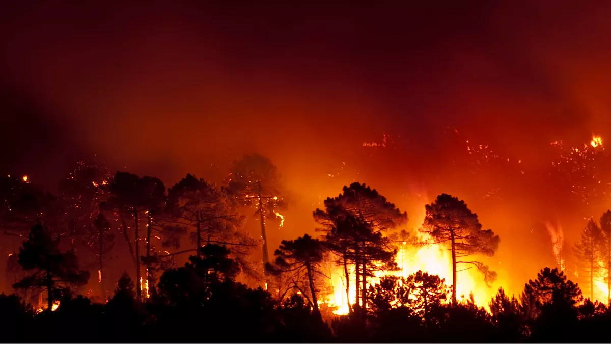 Odisha Adopts AI Technology to Tackle Forest Fires_AMF NEWS